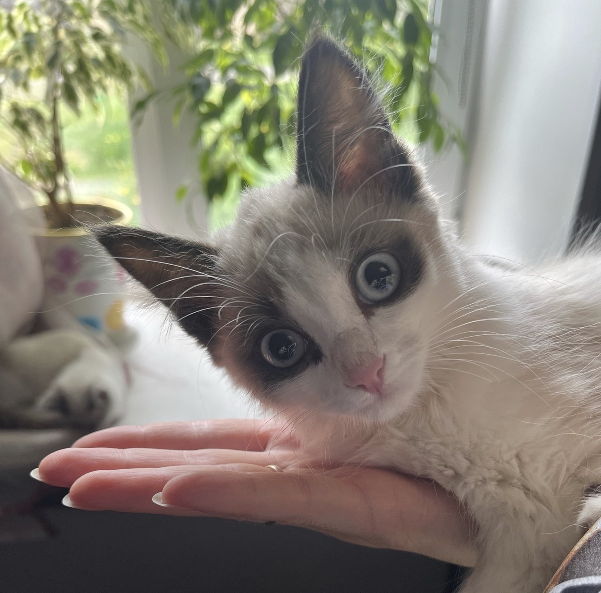 Счастья тебе, киса!