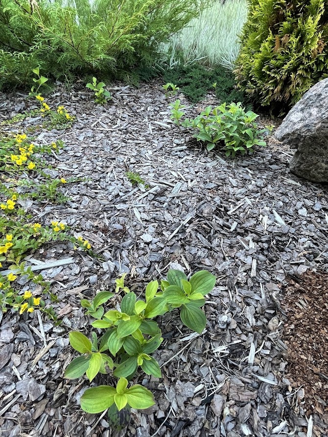 Cornus canadensis