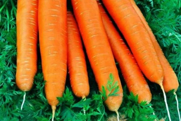 Морковь Нектар представляет собой удачное сочетание вкусовых качеств, урожайности и простоты в уходе, что делает её идеальным выбором для посадки на небольших участках и для масштабного выращивания.