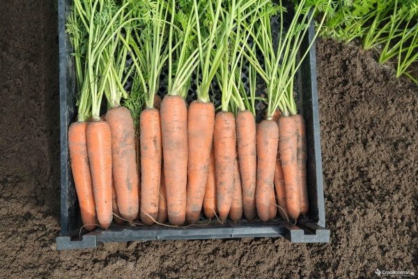 Морковь Нектар представляет собой удачное сочетание вкусовых качеств, урожайности и простоты в уходе, что делает её идеальным выбором для посадки на небольших участках и для масштабного выращивания.-2