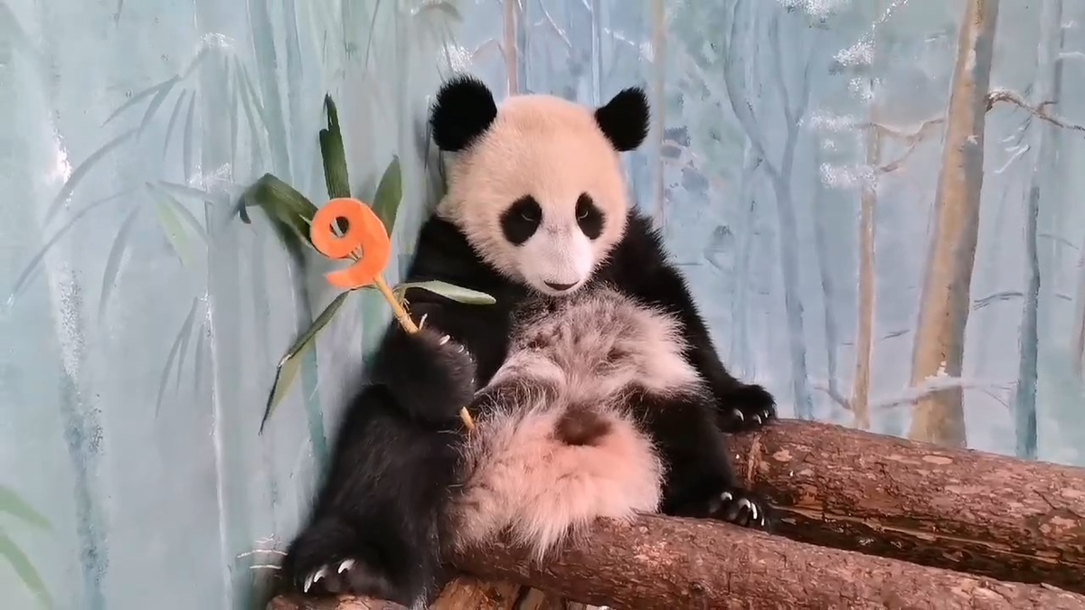 Генеральный директор Московского зоопарка Светлана Акулова сообщила, что вес панды Катюши составляет уже 32 килограмма, а рост достиг отметки в 130 сантиметров.