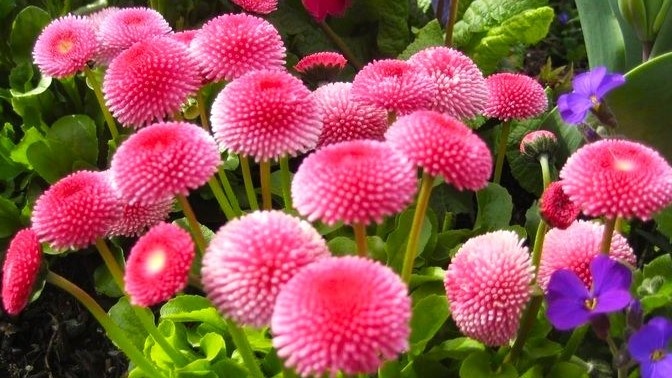 Листайте галерею для просмотра фото. Маргаритки.