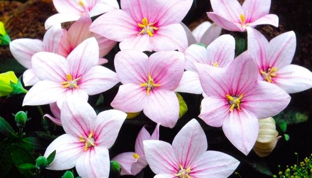 Листайте галерею для просмотра фото. Колокольчик.