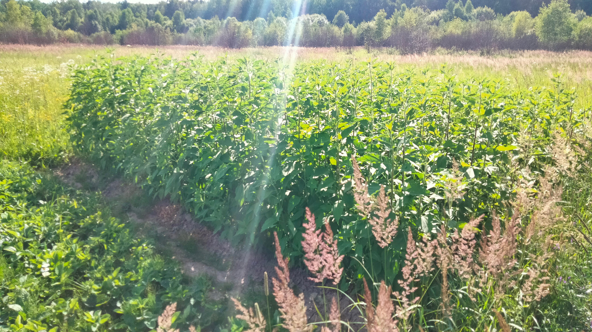 Всходы топинамбура, а ведь пару лет назад было посажено всего пара клубней. На следующий год площадь думаю уже будет целая сотка.