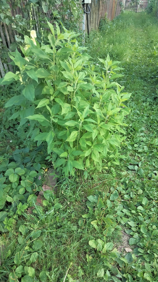 А это кустик топинамбура на участке у моей мамы. Вырос вообще сам собой. Видимо попал корень когда копали новую линию водопровода, с тех пор так и растет возле тропки. Я дам ему возможность разрастись, и в следующем году клубни так же пересажу к себе на участок.