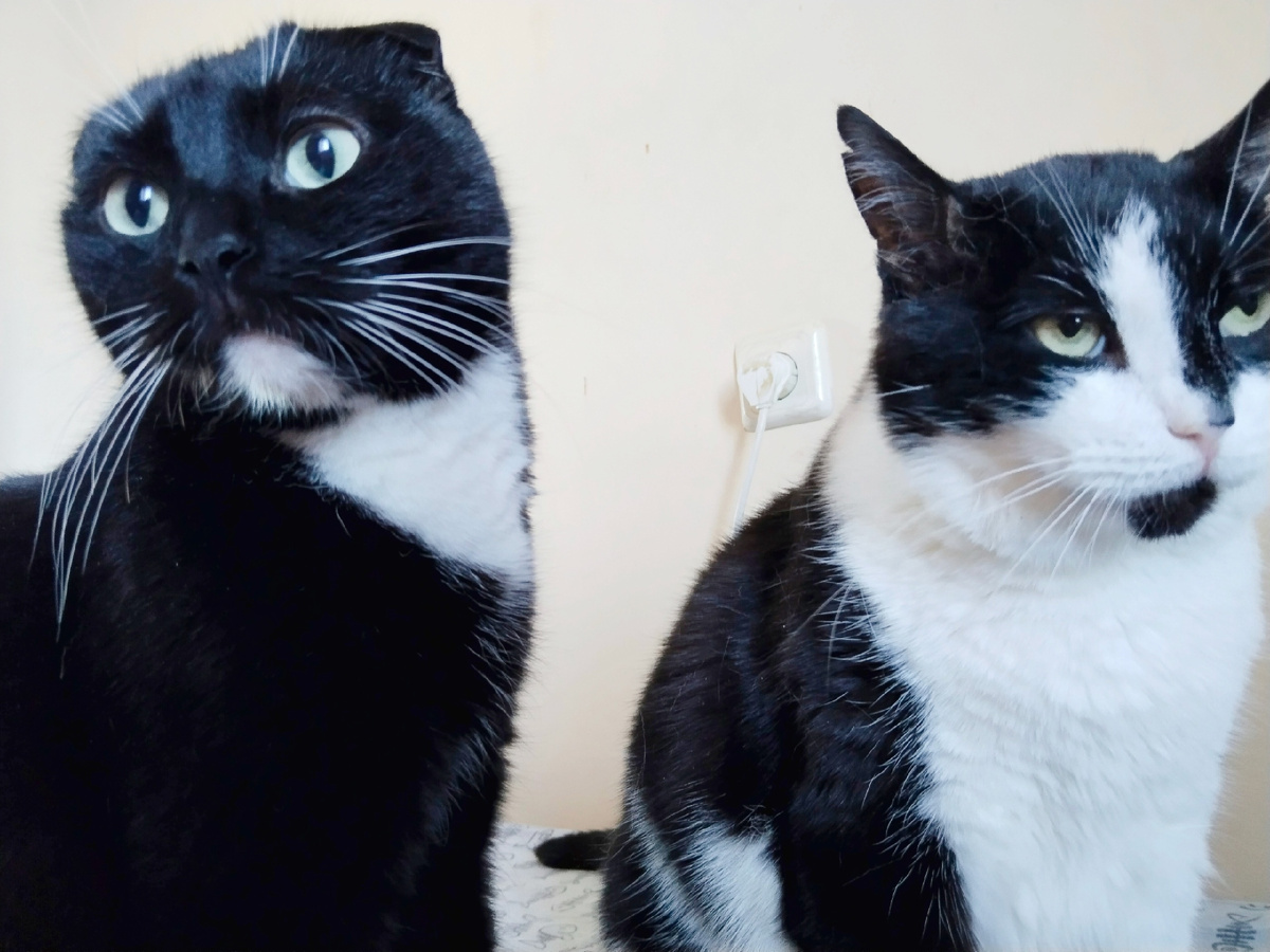 Зато сейчас даже над котами трясутся. Знаю, что вы соскучились по Сурену и Геральту)