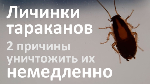 Как выглядят личинки тараканов и почему они опаснее взрослых особей?