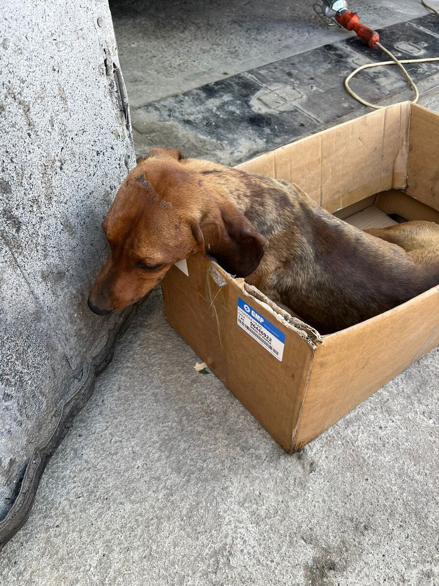 Феникс в Краснодаре 