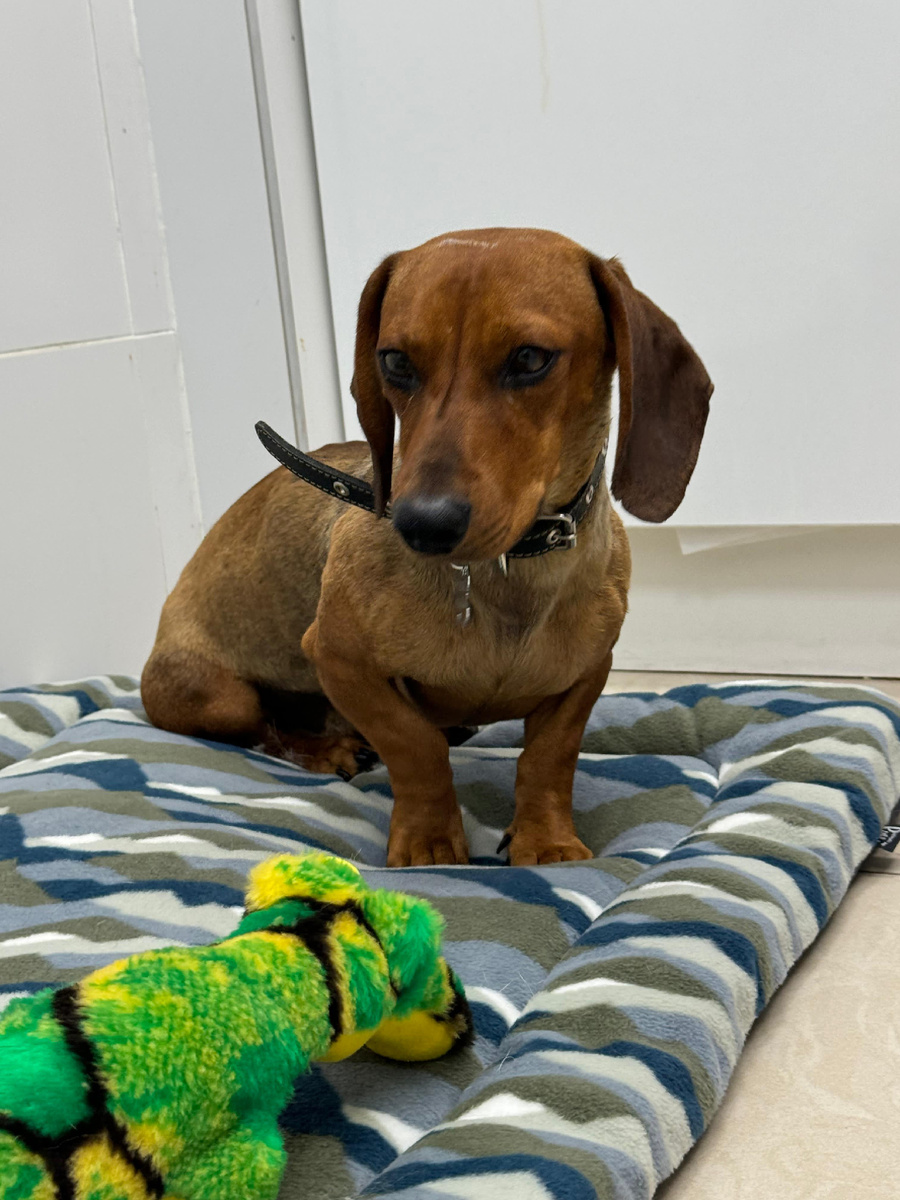 Феникс в Подмосковной клинике 