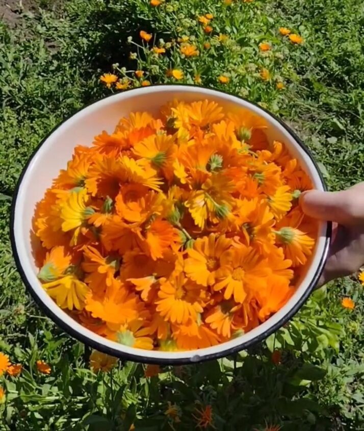 Собрали календулу для сушки