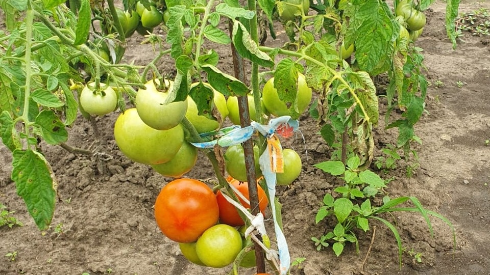 Чего ждет каждый огородник, посадивший томатные кусты? Разумеется, урожая! 