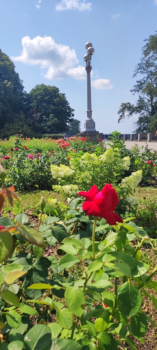 Розы на набережной реки Волга. Самара. 2024