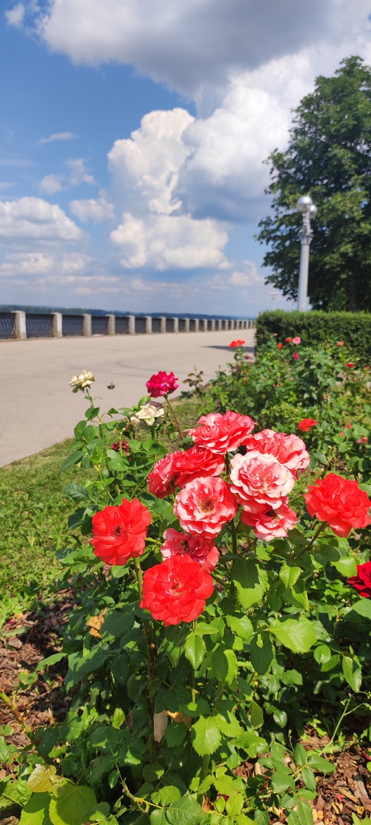 Летний полдень на Самарской набережной. 2024