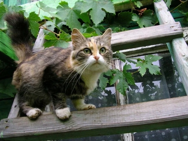  Летом многие владельцы домашних кошек пребывают в сомнении: брать ли в деревню своего питомца.