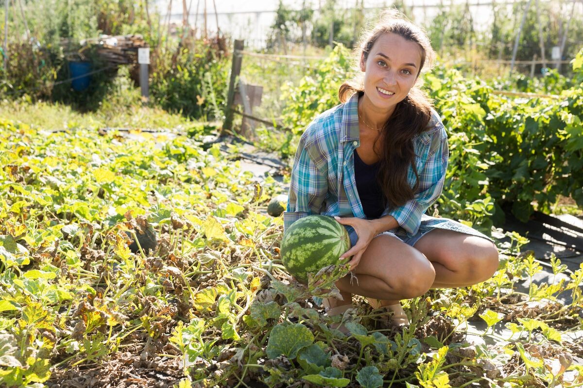 Вкусом северные арбузы не уступают выращенным на юге России. Источник: Shutterstock📷

