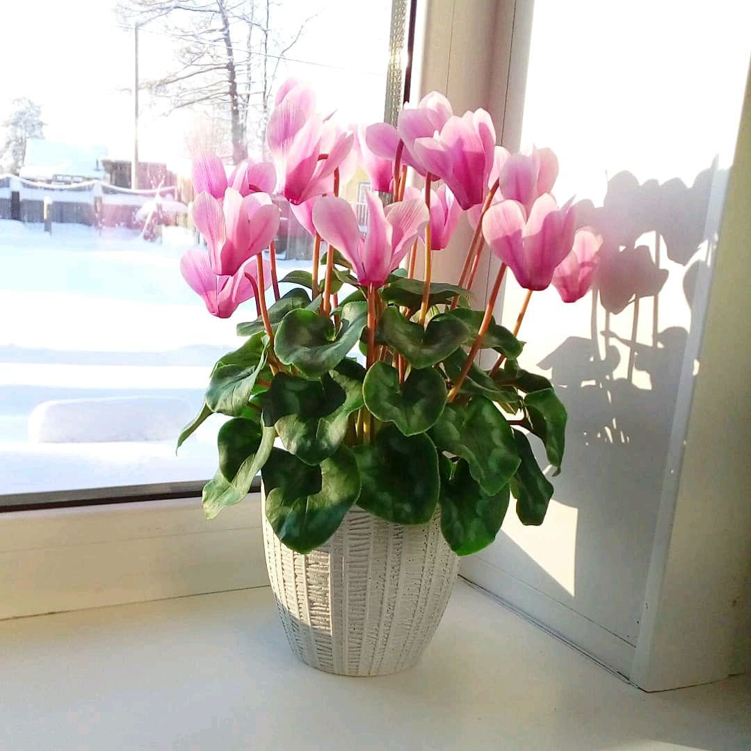 Цикламен зимой