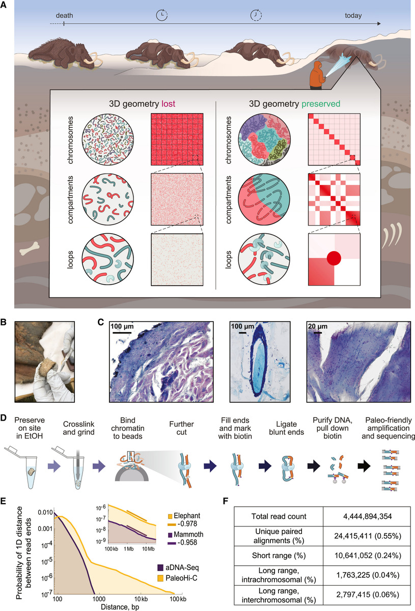   Marcela Sandoval-Velasco et al. / Cell, 2024