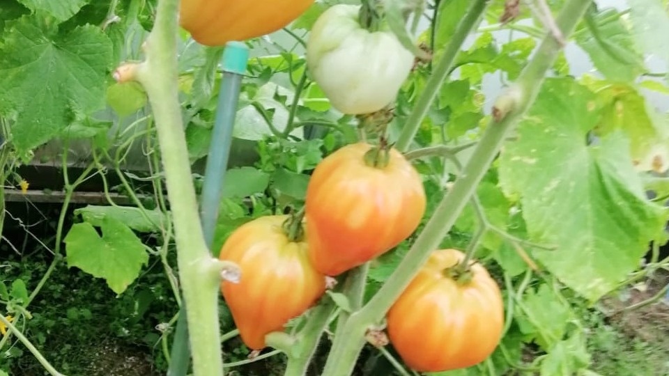 Середина лета — время, когда помидоры начинают активно плодоносить. 