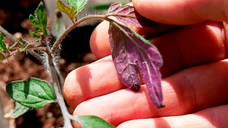 Фиолетовый оттенок листьев — явное свидетельство нехватки фосфора.