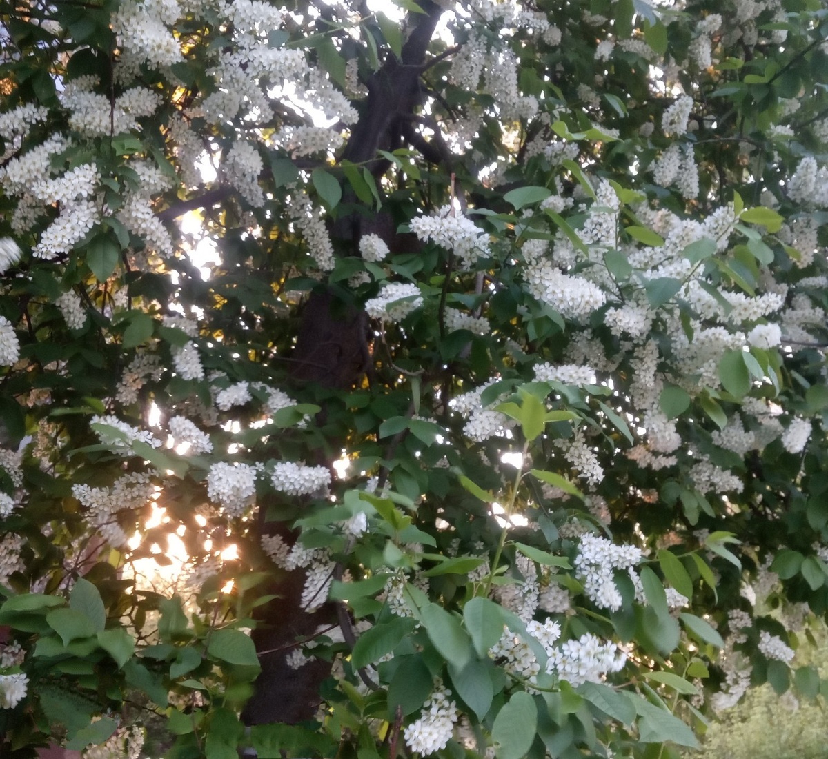 Тогда была весна...И деревья были большими