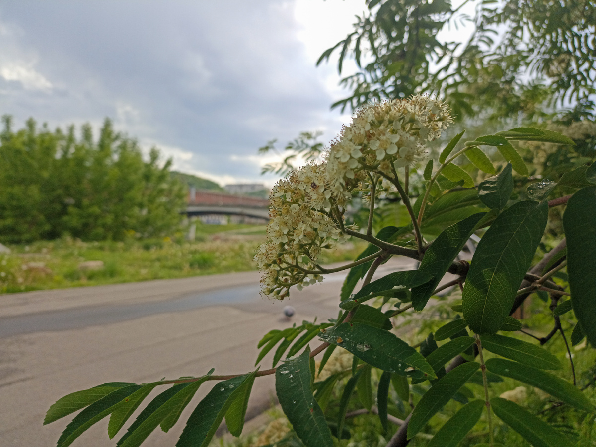 Городские цветы