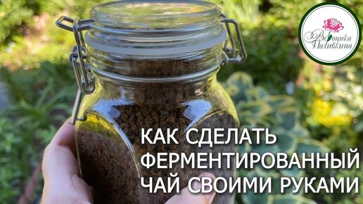 Заготавливаем свой чай: вкусно, полезно, выгодно