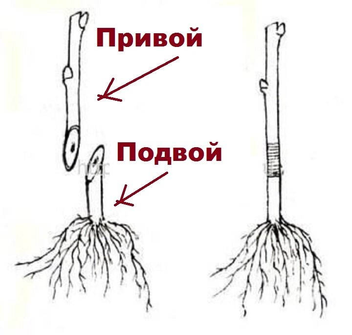 Подвой и привой.