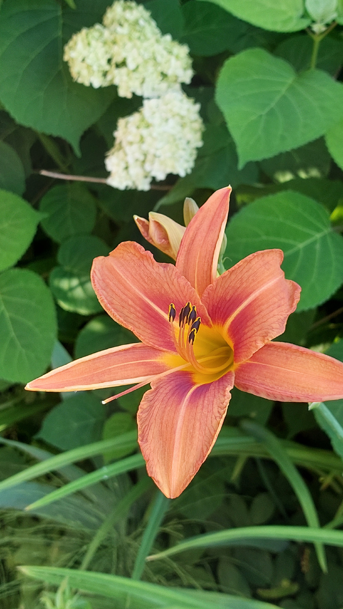 Лилейник обыкновенный.