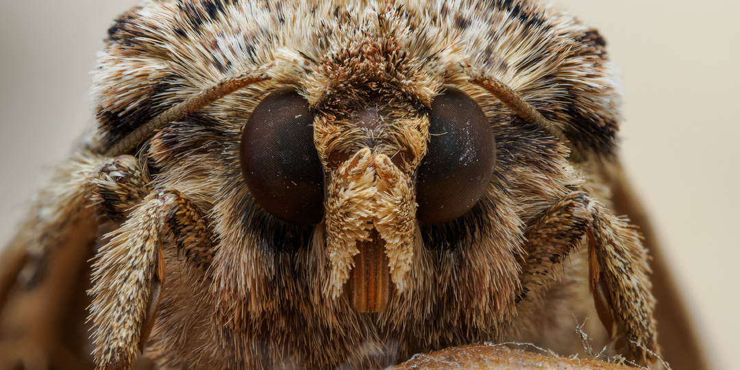 Переход с полного кадра на Micro 4/3. Сравнение Olympus OM-1 с Sony A7R IIIA