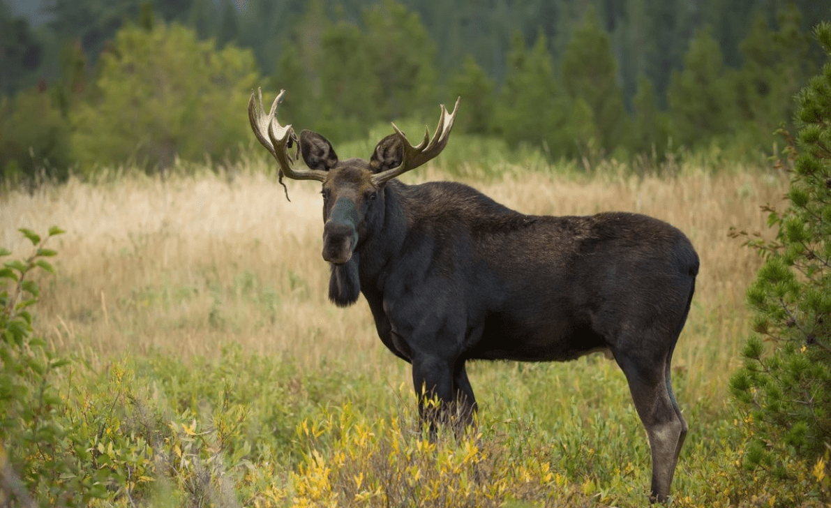«ЛОСЬ» осуждающе смотрит на твоего руководителя