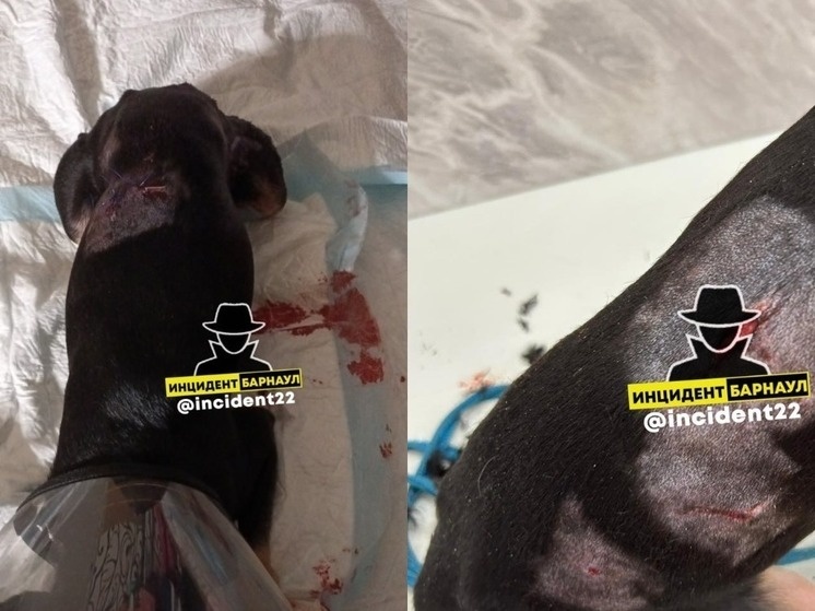     Фото: телеграм-канал "Инцидент Барнаул"