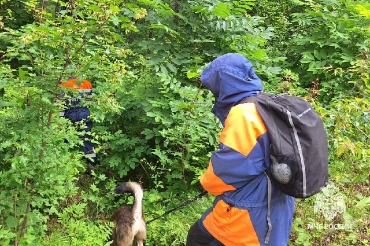    Медведь на следу: в Хабаровском крае идут поиски братьев-грибников