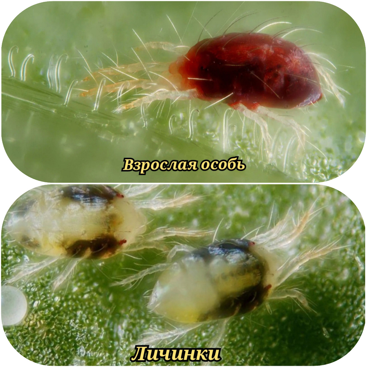 Паутинный клещ