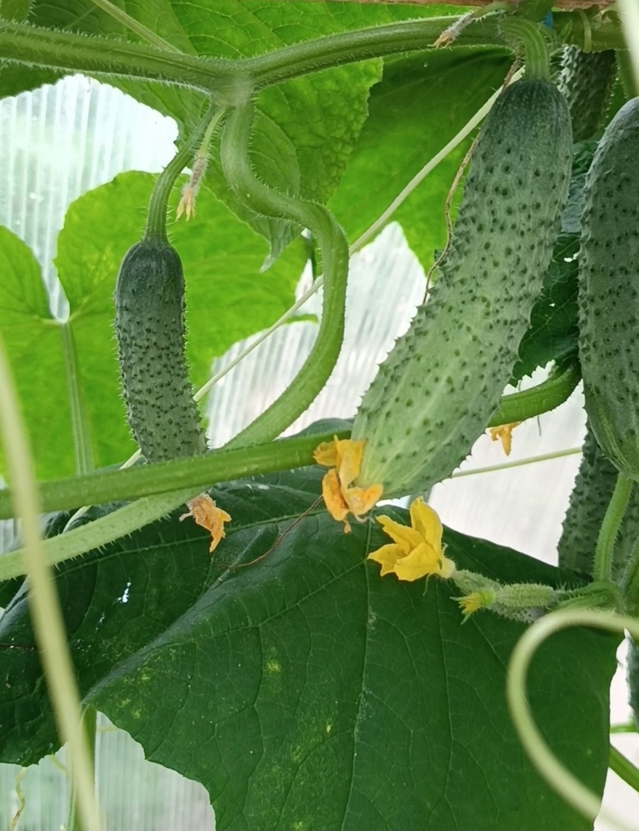 Здоровый огурец