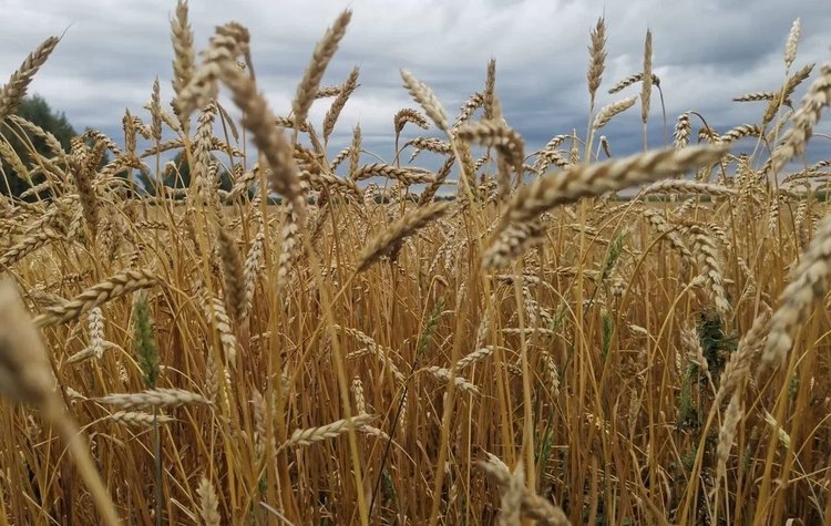    Для выращивания пшеницы внесение азотных удобрений увеличиться в 4 раза в условиях сильного глобального потепления