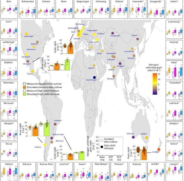     Для выращивания пшеницы внесение азотных удобрений увеличиться в 4 раза в условиях сильного глобального потепления
