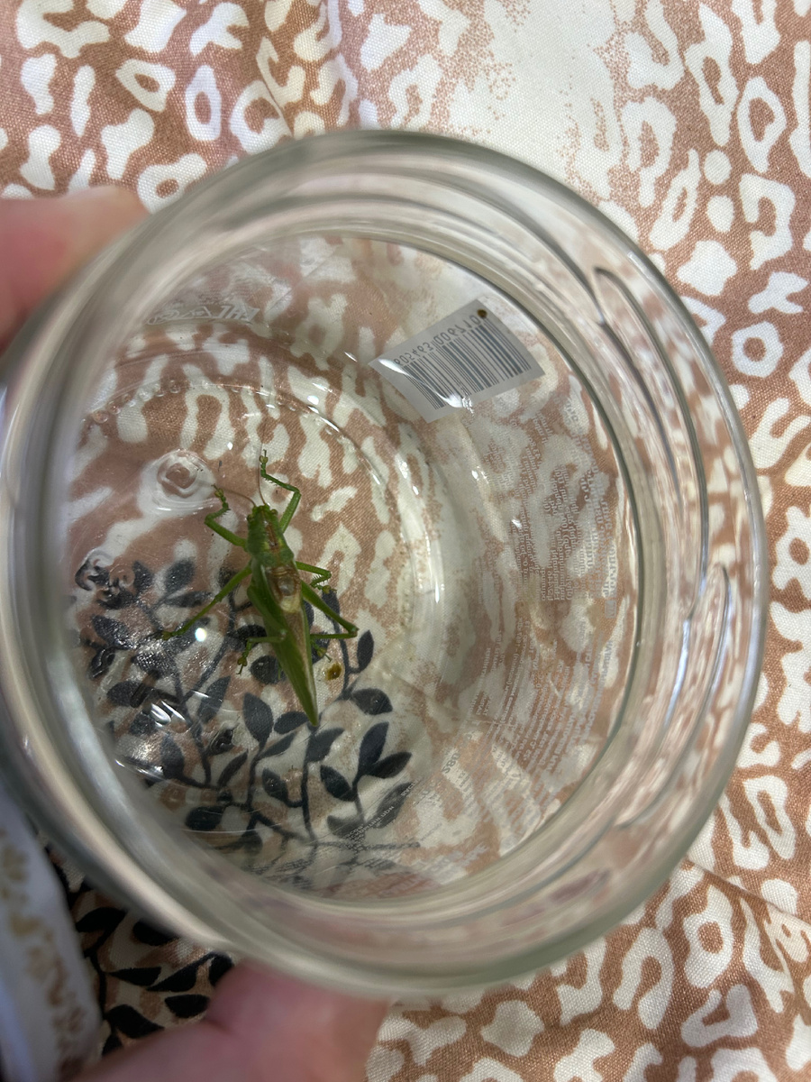 Знакомьтесь, это Гоша )