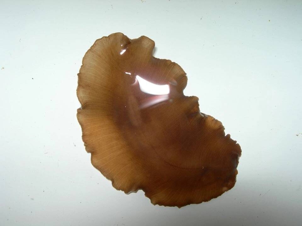 Планария из семейства плоских червей