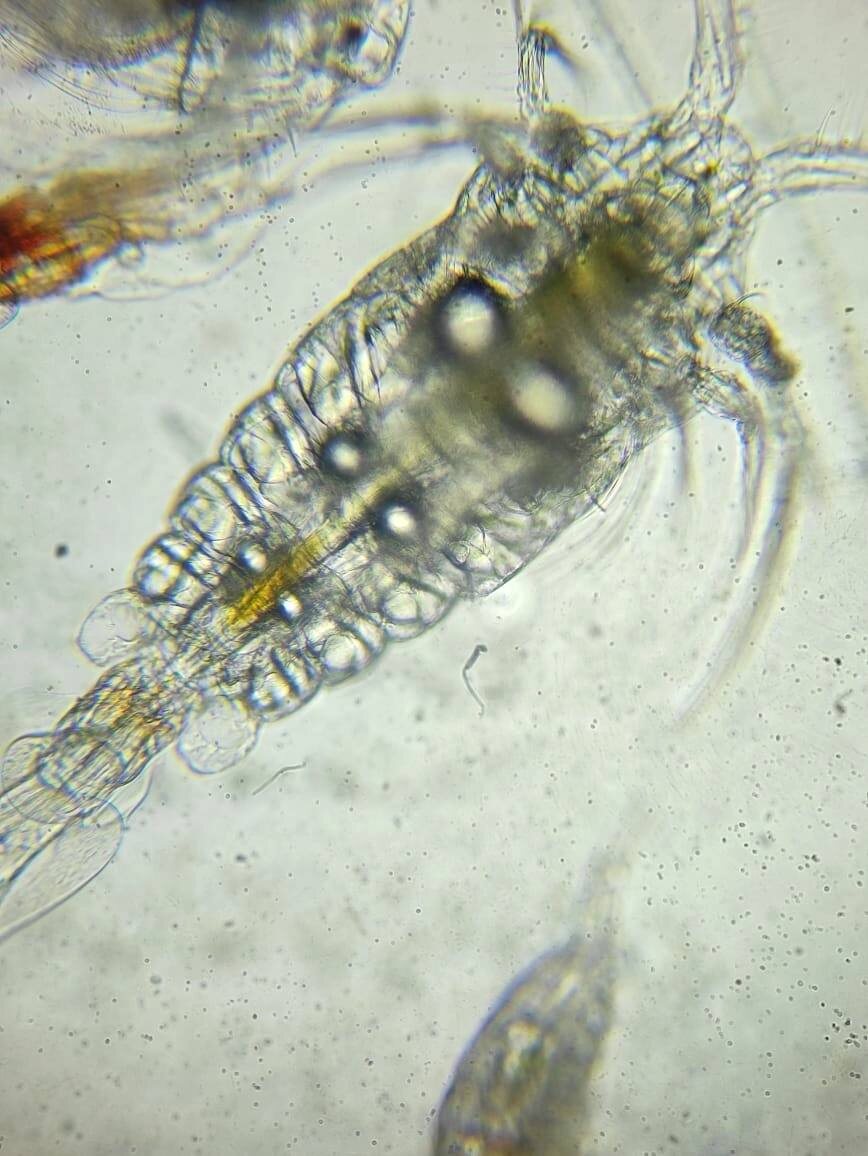 Эпишура байкальская