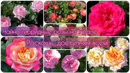 Чайно-гибридные розы на Урале. Роскошь, доступная всем!