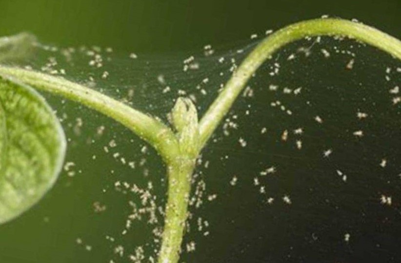 Реально спасет от паутинного клеща на огурцах. Все методы борьбы: народные и жесткие