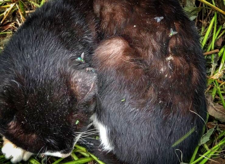 Брошенный и никому ненужный старичок