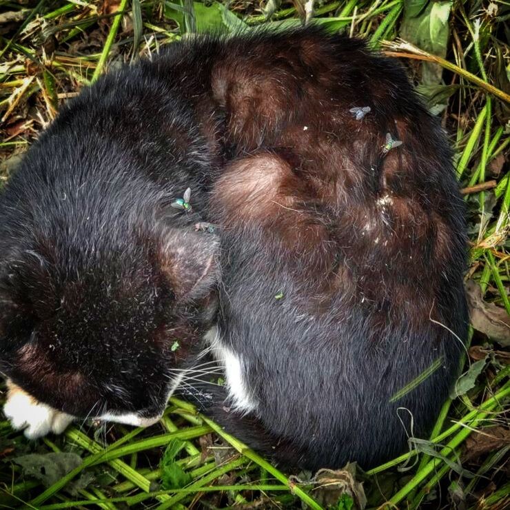 Беспомощный кот лежал на улице, свернувшись в комок…