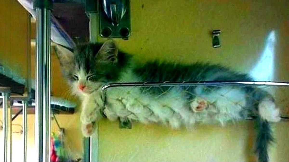Кошки, несмотря на свою любовь к дому и присущую им "интровертность" все чаще становятся частью нашей общественной жизни, включая поездки на общественном транспорте.-12