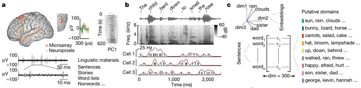    а, Слева: записи одиночных нейронов были получены из левой префронтальной коры головного мозга, в которой доминирует речь. Указаны места записи для записей микрочипа (красный) и нейропикселей (бежевый), а также приблизительное количество областей сети, селективных по языку (коричневый). Справа: потенциалы действия предполагаемых нейронов. b. Потенциалы действия (черные линии) и мгновенная скорость срабатывания (красный график) каждого нейрона были синхронизированы по времени с началом произнесения каждого слова. c. Подход к встраиванию слов для идентификации семантических областей. Здесь каждое слово представлено как 300-мерный вектор.https://www.nature.com/articles/s41586-024-07643-2/figures/1