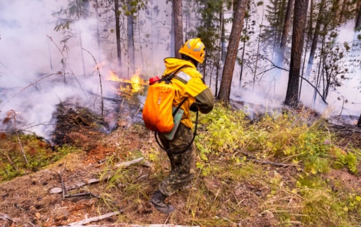    Площадь лесных пожаров резко уменьшилась в Хабаровском крае