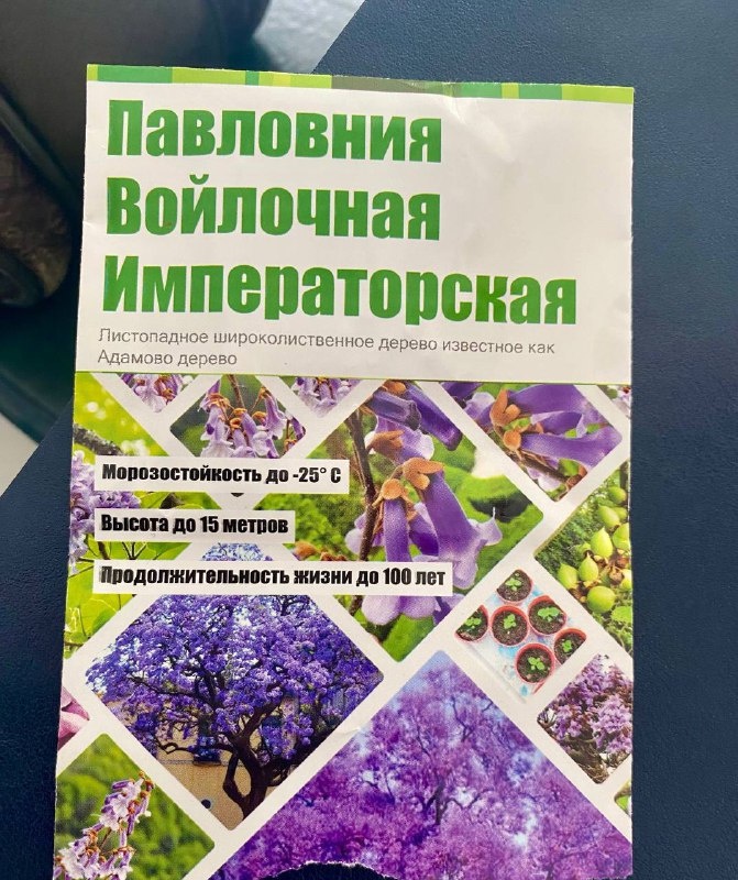    Семена павловнии. Фото: пресс-служба НЗМУ