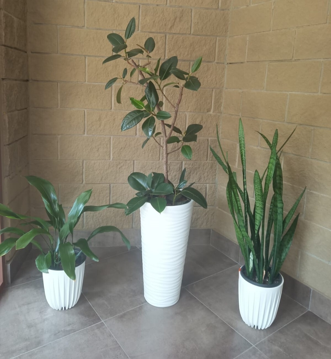 Фото из личного архива. Оформление входной группы в подъезде многоквартирного дома живыми растениями. Слева на право: аспидистра, фикус каучуконосный, сансевиерия.