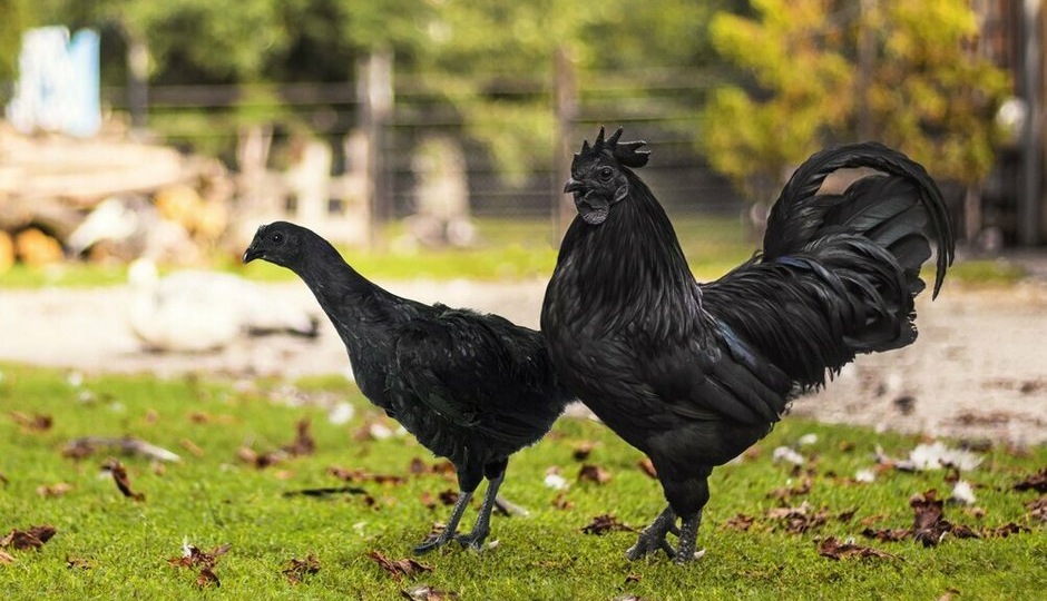 Удивительные факты о курицах: что мы не знали о самых распространенных птицах