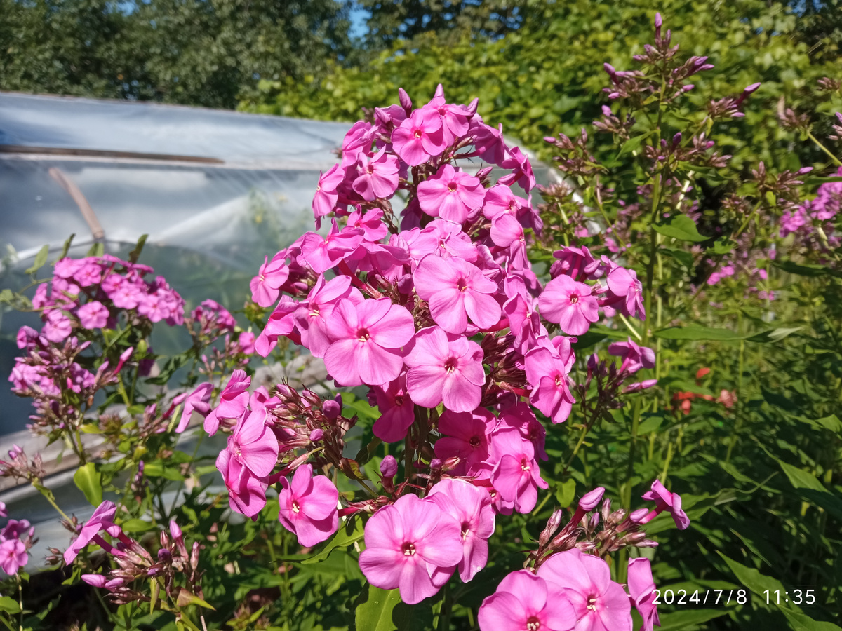 Фото автора, флоксы